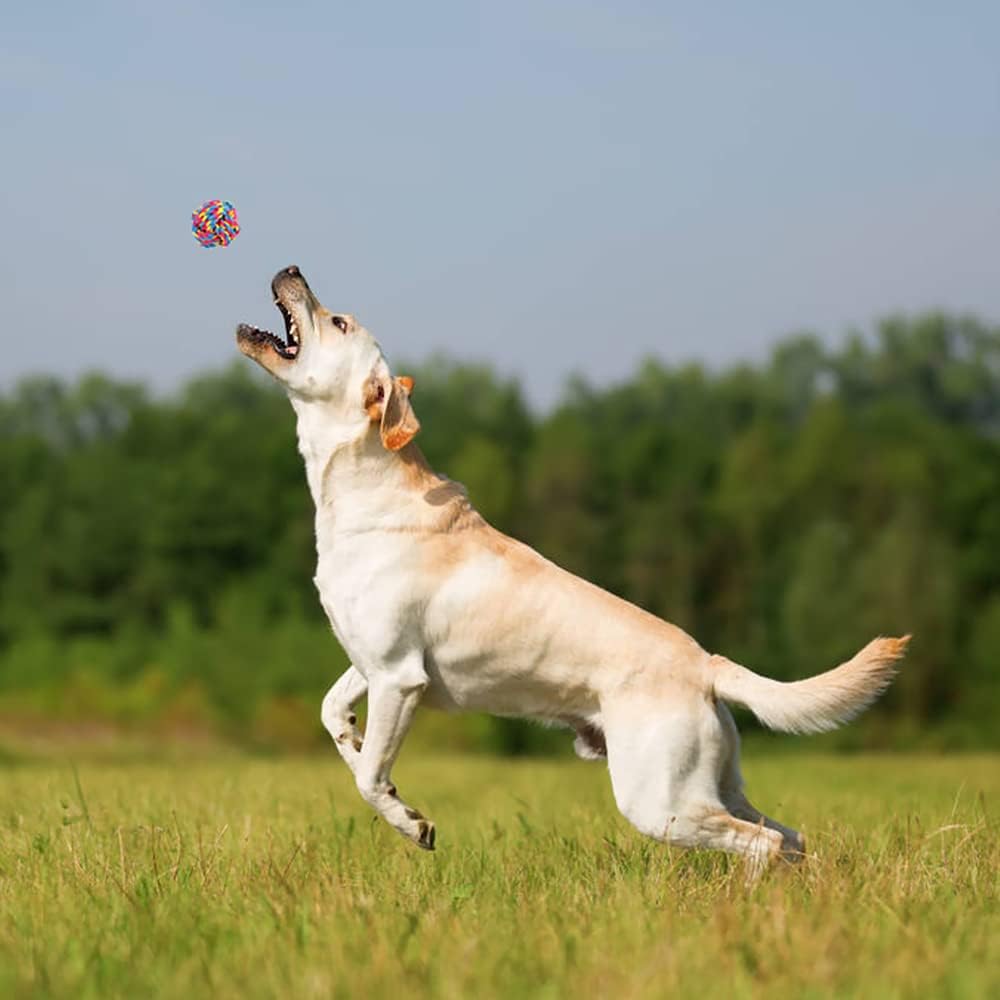 Dog Chew Toys for Aggressive Chewers, 8 Pack Interactive Rope Toys, Washable Cotton, Teething Toys for Puppies, Small and Medium Dogs