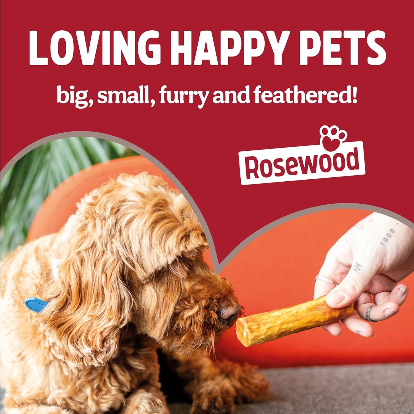 Duck Coins for Dogs - Made with Real Meat, Rawhide Free Chews, Grain Free, High Protein, Small Dog Treats, Great for Training (100G)