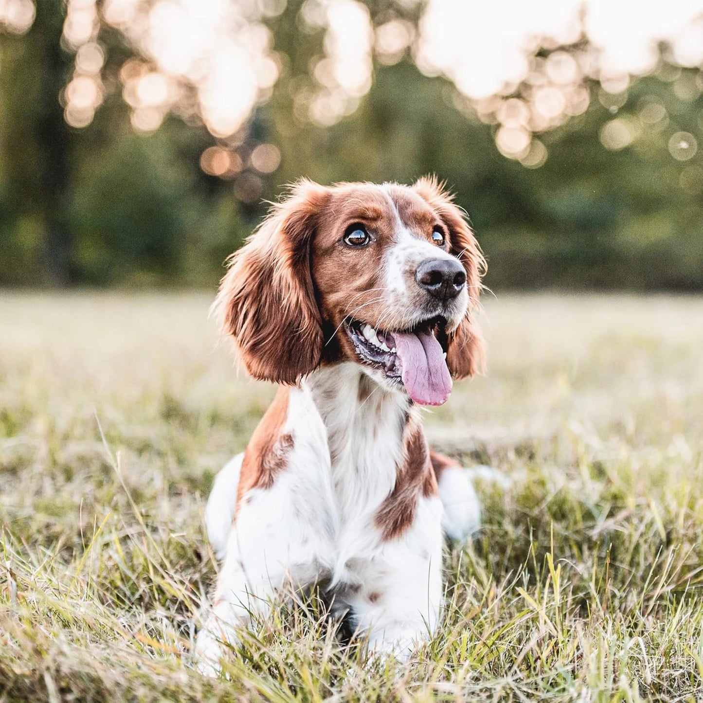 Crunchy Bites Dry Dog Treats Chicken, 225 G