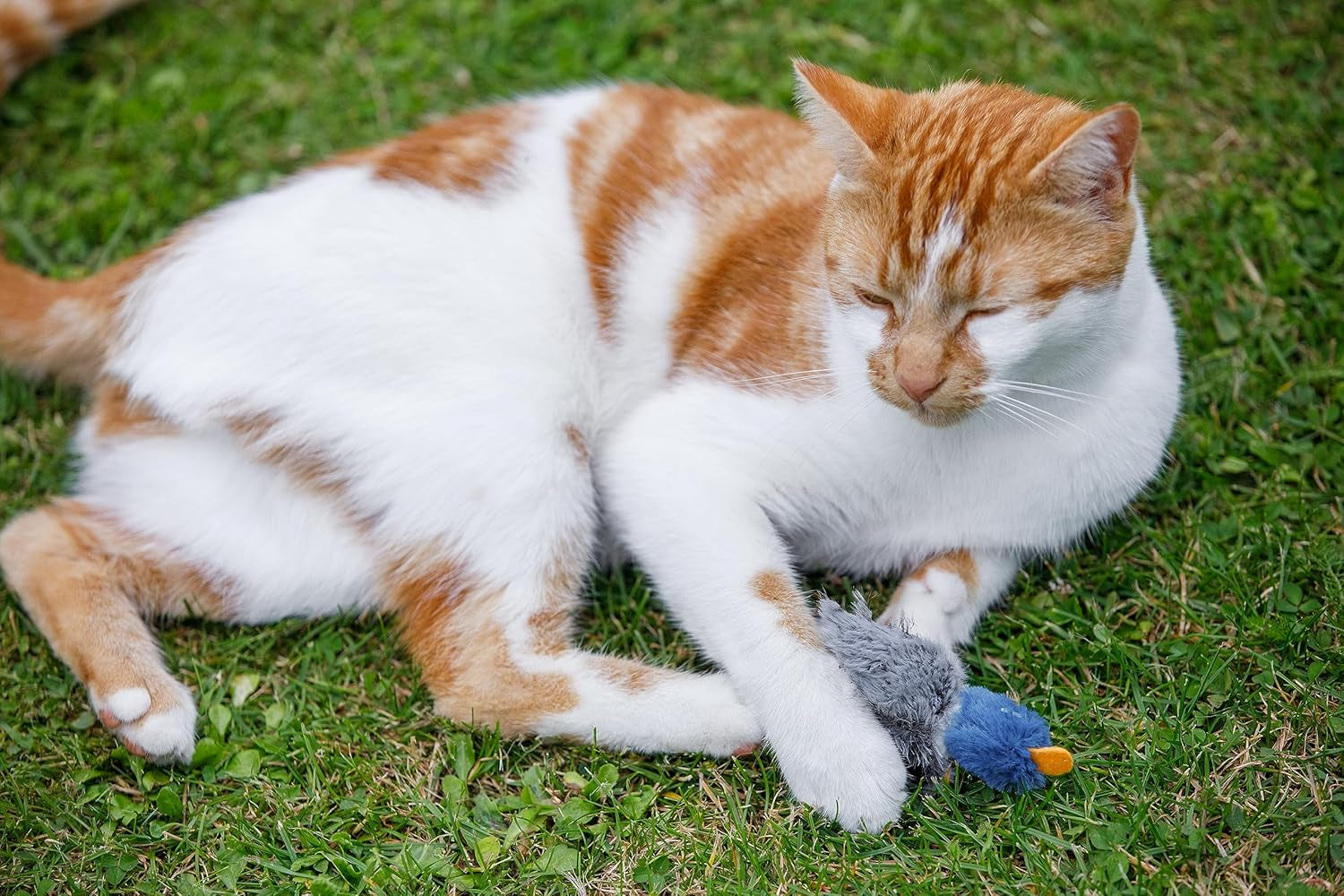Dudley Duck Cat Toy