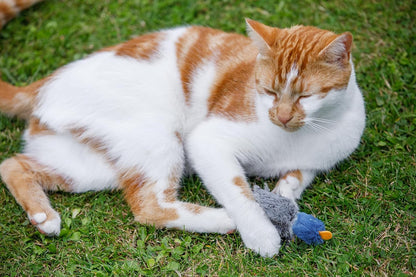 Dudley Duck Cat Toy