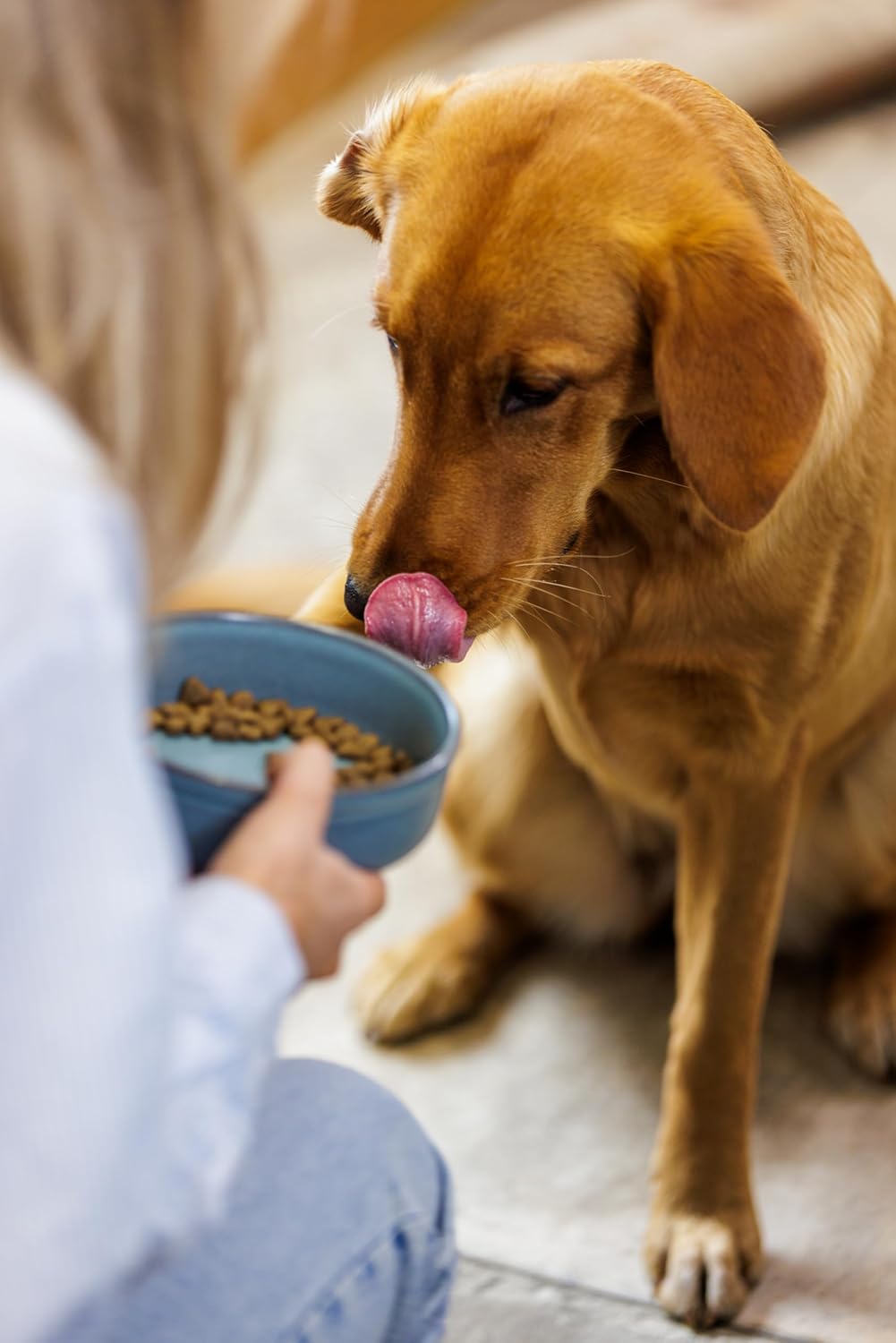 Reactive Paw Pet Bowl 