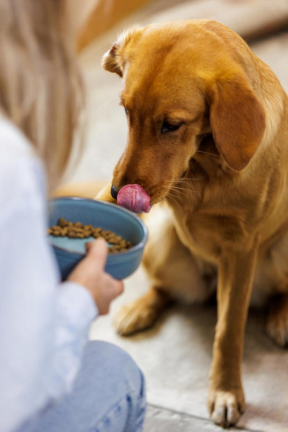 Reactive Paw Pet Bowl 