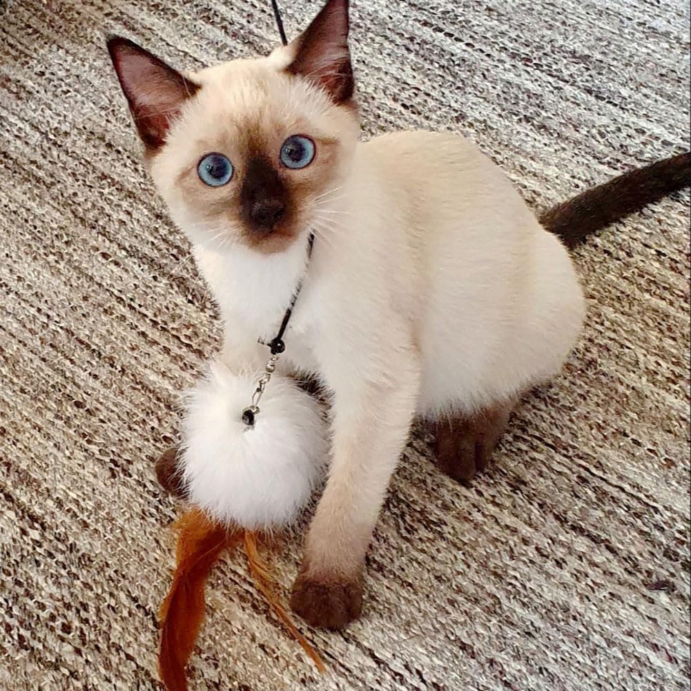 Cat Toys, Cat Feather Toys, Interactive Cat Teasers Wand Toys 6Pcs, Cat Toys for Indoor Cats Adult Kitten