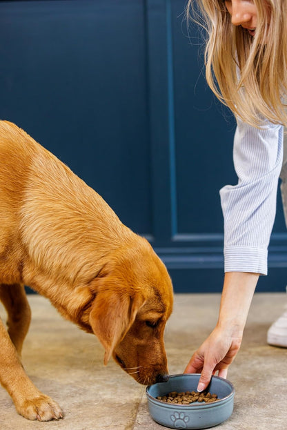 Reactive Paw Pet Bowl 