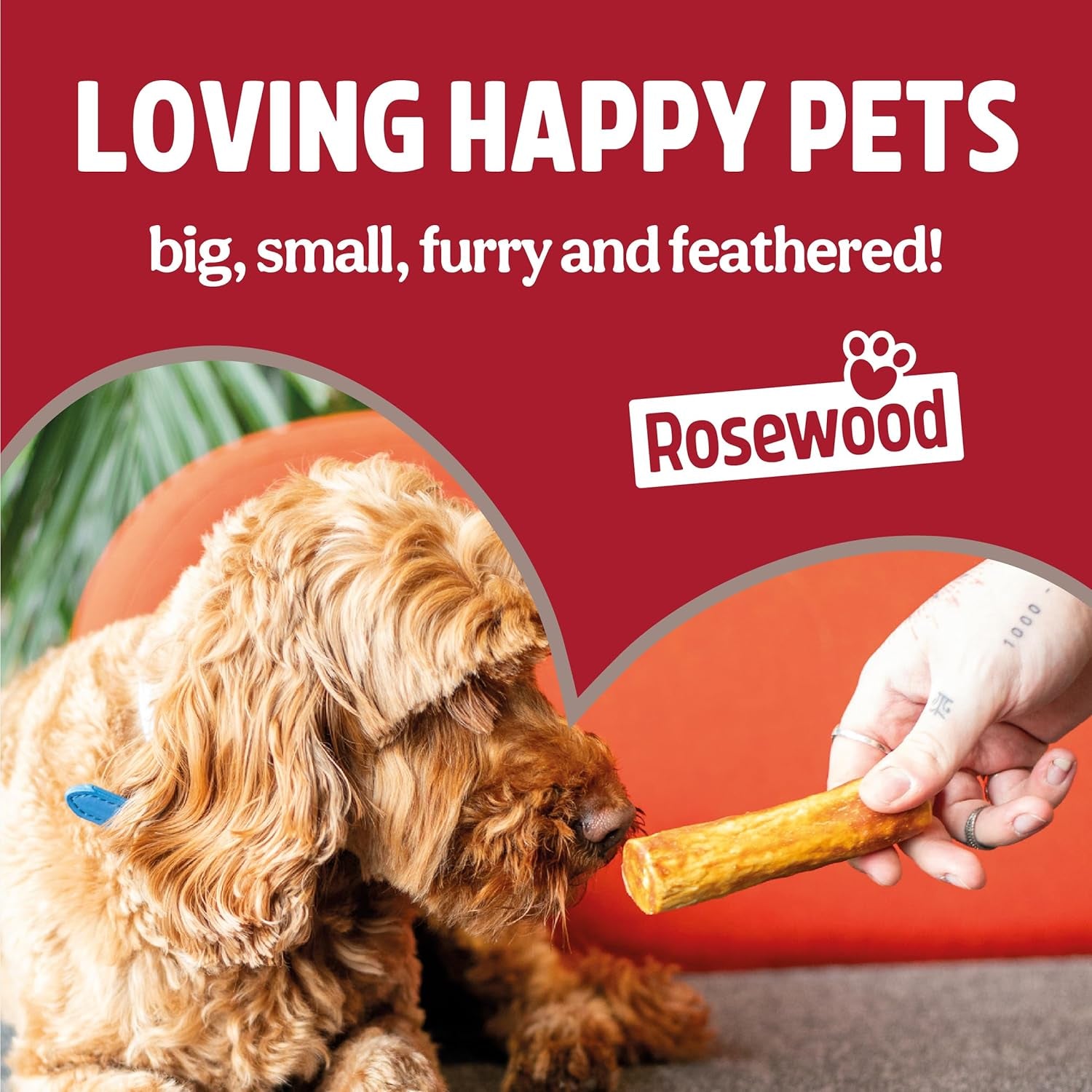 Duck Coins for Dogs - Made with Real Meat, Rawhide Free Chews, Grain Free, High Protein, Small Dog Treats, Great for Training (100G)